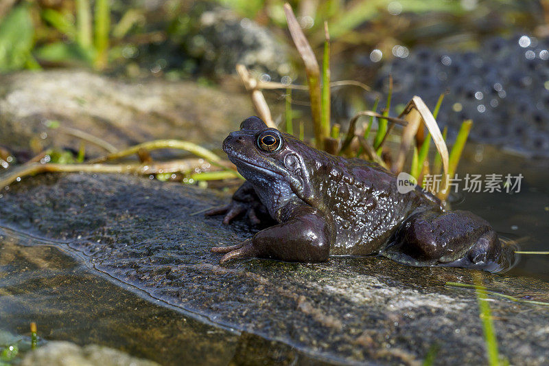 欧洲蛙(Rana temporaria)